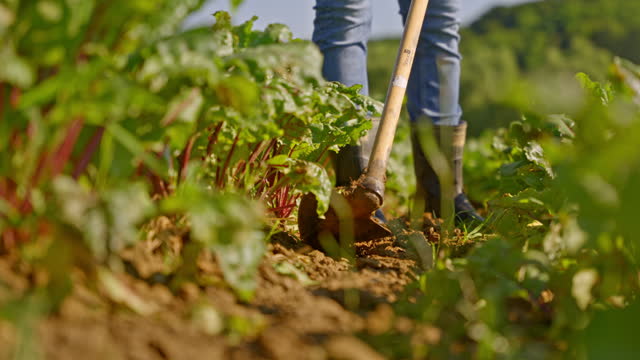 SLO MO Farmers Carefully Hoe Beetroot Seedlings, Fostering their Growth at the Farm