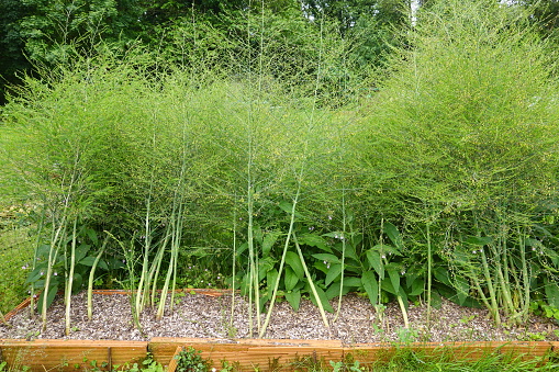 Asparagus spears bunch on wood table, close-up, no people