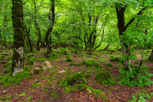 istock Moss overgrown boulders in a green wet forest 1513339117