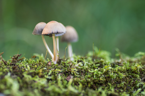 Forest mushrooms (Coprinellus disseminatus), known as fairy inkcap or trooping crumble cap, is a species of agaric fungus in the family Psathyrellaceae, growing on mossy old tree.