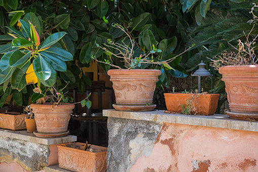 Clay pots standing on a stone wall, Ficus elastica tree and others exotic plants in the background. Mediterranean nature in the city.