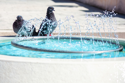 Pigeons in the city fountain. Selective focus, shallow depth of field. Urban birds and water