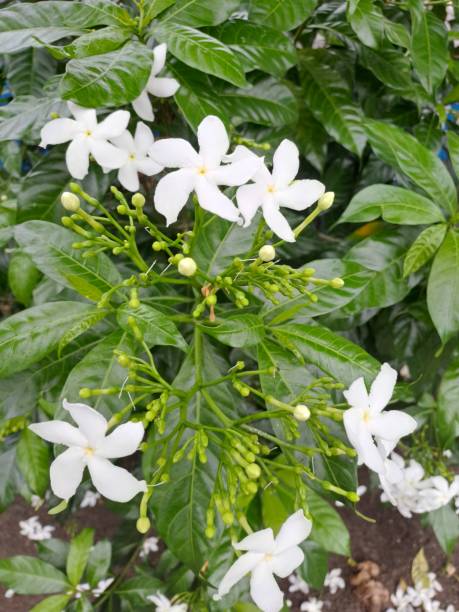 istock Beautiful white jasmine blooming at the garden 1513396013