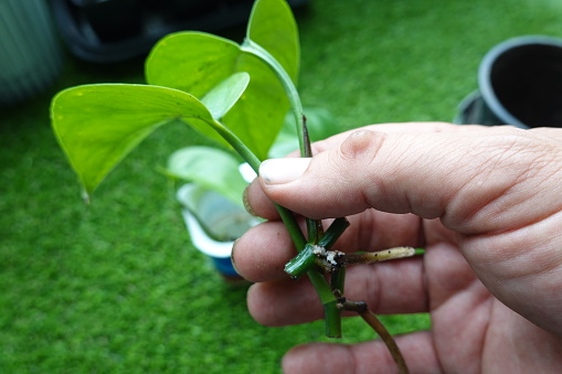 reproduce pothos by cutting, money plant with root in water, pothos rooted in water at home step by step