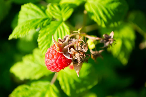 istock Beautiful, red raspberry berry on a bush. Red raspberries on the bush. The raspberry is ripe. Harvesting raspberries. 1513415814