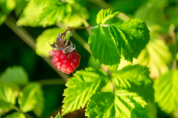 Beautiful, red raspberry berry on a bush. Red raspberries on the bush. The raspberry is ripe. Harvesting raspberries.