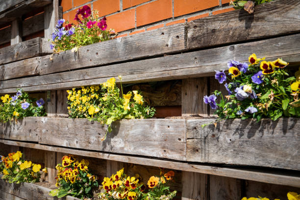 istock Violets in a wooden box on the red brick wall, flower decor 1513418003