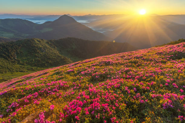 istock Magic pink rhododendron flowers on mountain 1513455991