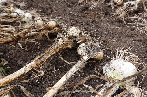 harvesting garlic in the backyard. harvest giant garlic. Elephant garlic in basket to harvest