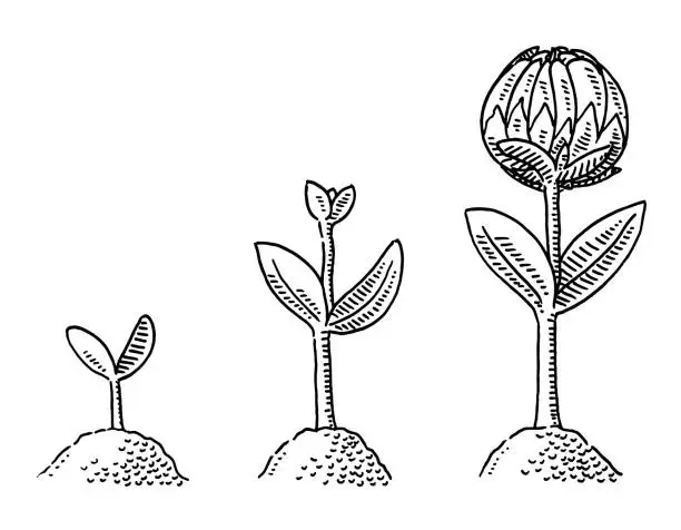 Vector illustration of Three Steps Plant Seed Growth Drawing