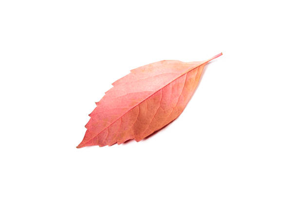 Reverse of a red leaf falling from a tree on a white background stock photo