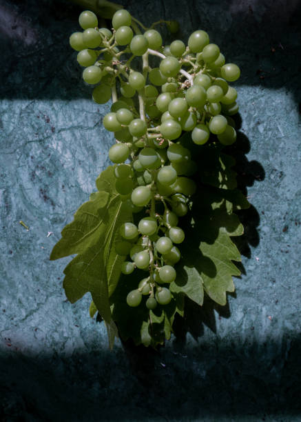 Large bottle of wine with parmesan cheese and green grapes