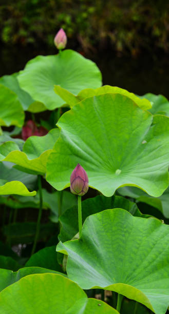 istock Lotus flowers blooming at summer day 1513497561