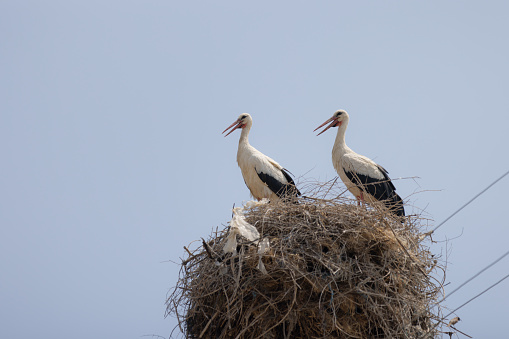 Stork family is standing on nest.