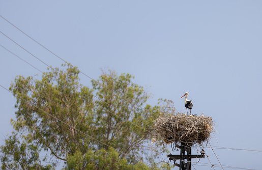 A stork standing on its nest in village.