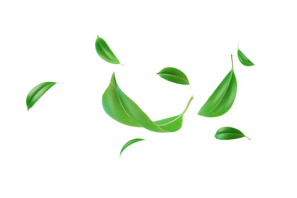 istock Green Flowing Leaves On White Background 1513504547