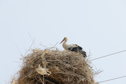 A stork standing on its nest in village.