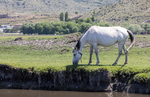 A horse grazing in the meadow.
Location : Kayseri - Turkey