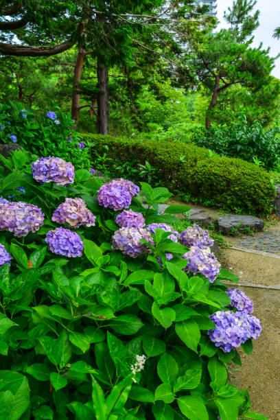 istock Ajisai blooming in spring and summer 1513513197