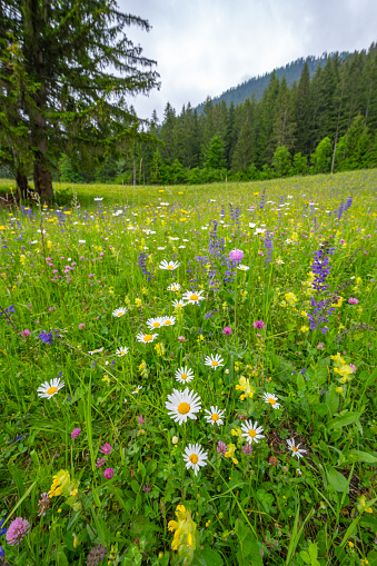 Alpine meadow with wildflowers along the Weissensee or Weißensee lake in Carinthia in Austria within the Gailtal Alps mountain range during springtime day.