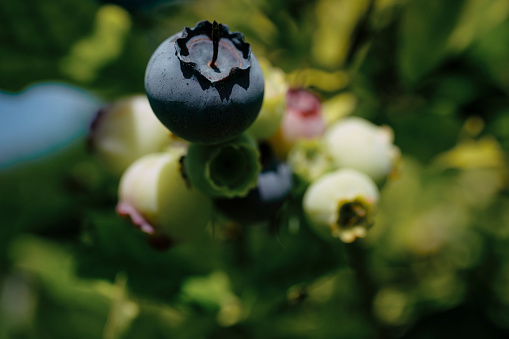 Close up of a group of growing blueberries on the shrub on a bright sunny day.