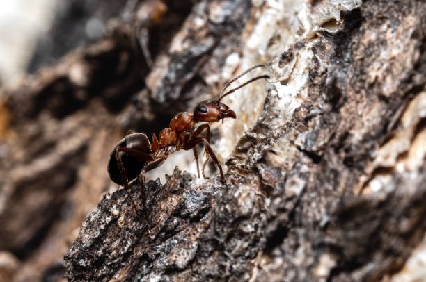 Free Stock Photo of Close-up of an ant on a tree bark | Download Free ...