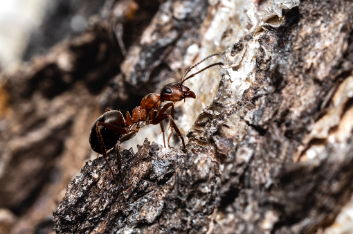 Working Ant on a tree.