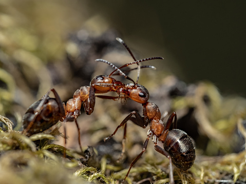 A couple of ants meeting each other.