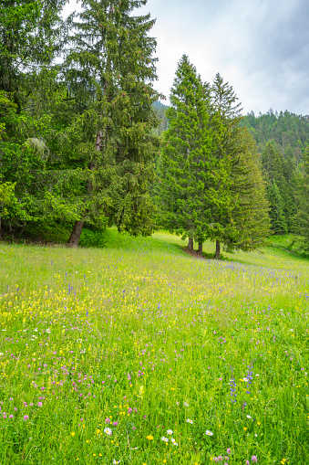 Alpine meadow with wildflowers along the Weissensee or Weißensee lake in Carinthia in Austria within the Gailtal Alps mountain range during springtime day.