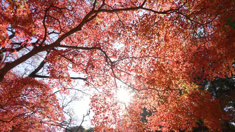 Tilt-down video of the sun peeking through the gaps between the branches of autumn leaves.