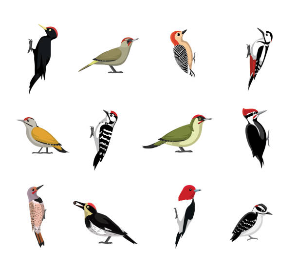 ilustrações, clipart, desenhos animados e ícones de bonito várias espécies de pica-pau conjunto vetor dos desenhos animados - pileated woodpecker animal beak bird