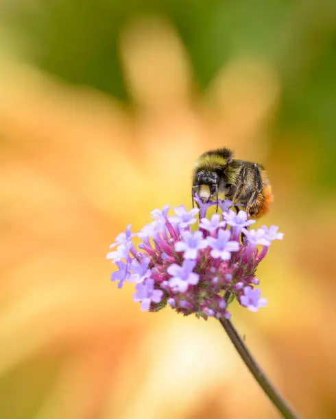 Large earth bumblebee - Bombus terrestris - resting on a
blossom of the purpletop vervain - Verbena bonariensis