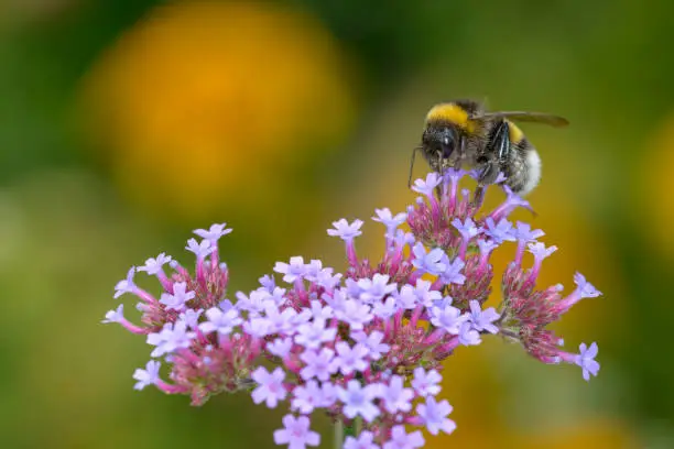 Large earth bumblebee - Bombus terrestris - resting on a
blossom of the purpletop vervain - Verbena bonariensis