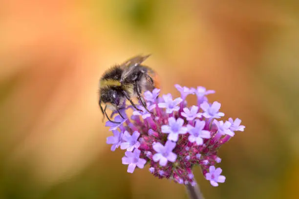 Large earth bumblebee - Bombus terrestris - resting on a
blossom of the purpletop vervain - Verbena bonariensis