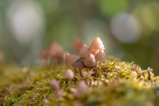 small mushrooms in the forest