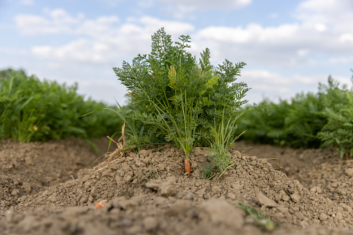 Fresh ripe carrots in her bush before harvest. Bunch of fresh carrots with greens on the ground.