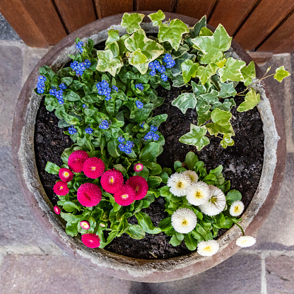 Marguerite daisies and blue flowers bloom next to the ivy in a flowerpot outdoors, top view