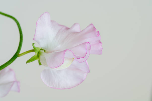 Pink sweet pea on white background