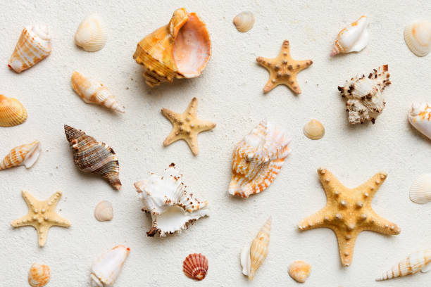 istock Summer time concept Flat lay composition with beautiful starfish and sea shells on colored table, top view 1513620771