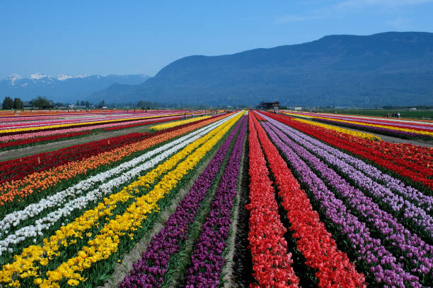 istock beautiful huge field with multi-colored tulips leaving in the mountains Canada Vancouver beauty purity flora spring Camping walk in the field no people morning day ecology 1513632567
