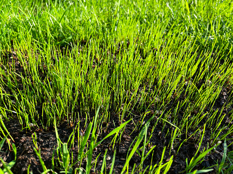Rice seedlings field in THAILAND