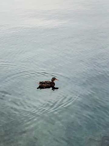 Duck on the sea