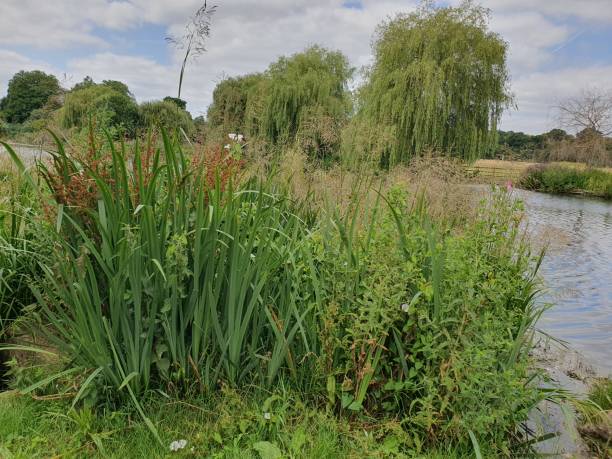istock A river with tall grass and trees under the blue sky with sunshine 1513641702