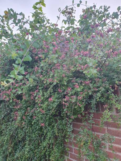 istock A bush with purple flowers on a brick wall 1513642769