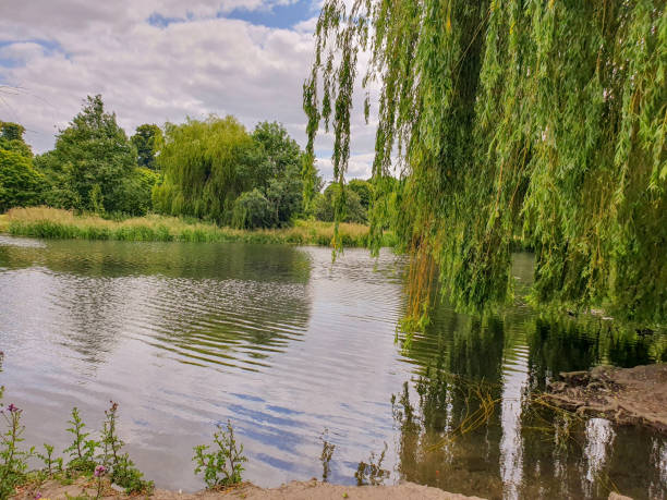istock A pond with trees and grass under the blue sky with sunshine 1513646501