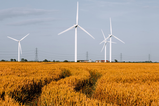 Colour image depicting a wind farm and turbines in British agricultural fields during golden hour.