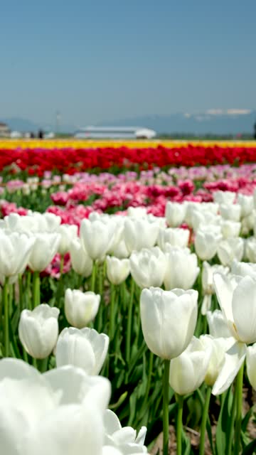 Tins Double White tulips Rows of white tulips in garden istanbul