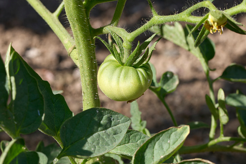 Tomato plants in cropland, green tomatoes plantation. Organic farming, young tomato plants growth in cropland.