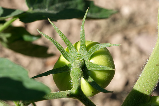 Tomato plants in cropland, green tomatoes plantation. Organic farming, young tomato plants growth in cropland.