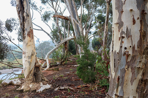 eucalyptus trees in australian bushland in morning fog